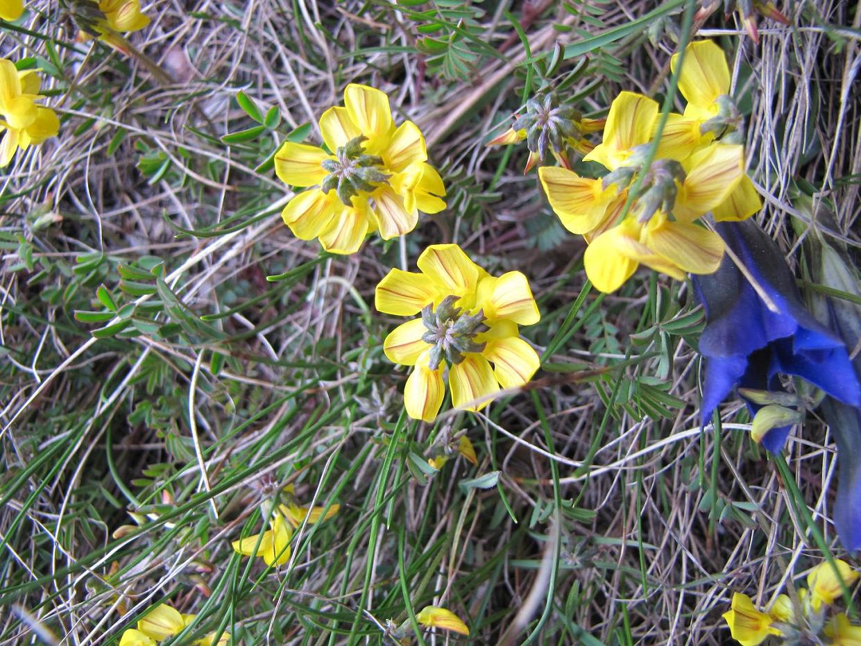 Hippocrepis comosa